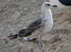 E219a011101.jpg (68410 bytes)